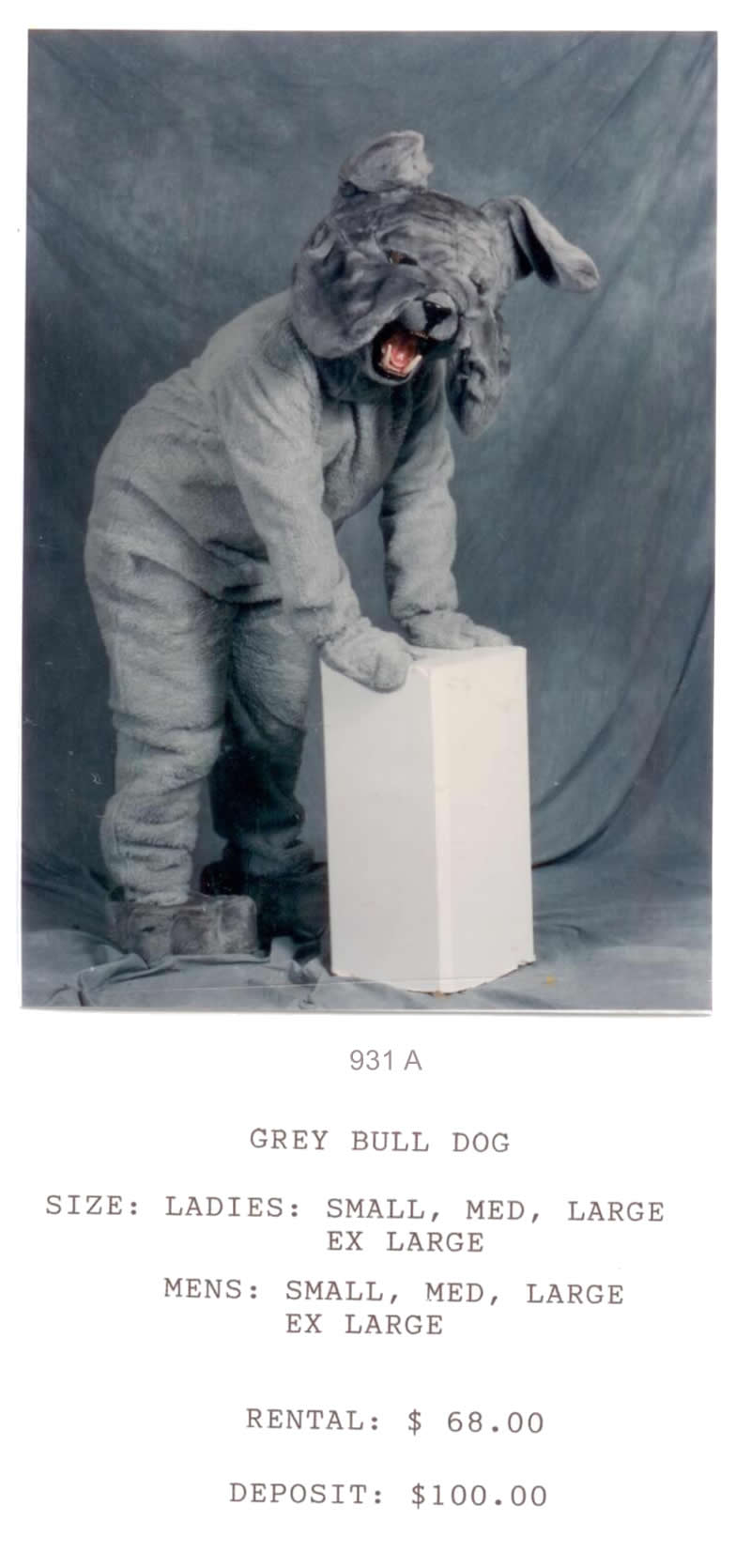 GRAY BULL DOG